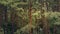 Drone aerial tilt up shot aerial drone view of coniferous pine forest