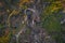 Drone aerial top above view of Termas Radium Hotel Serra da Pena at sunset in Sortelha, Portugal