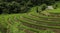 Drone  aerial view of rice plantation with green landscape view of green rice terraces in Chiangmai, Thailand