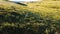 Drone camera following wild deer running free in majestic hilly grassland landscape of plain field in a national park.