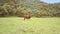 Drone Close View Bull on Grass Field against Tropical Plants