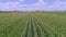 Drone Close View of Rows of Green Corn Stalks Traveling Along the Rows