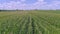 Drone Close View of Rows of Green Corn Stalks Traveling Along the Rows