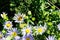 Drone collects pollen from daisies