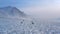 Drone creeping towards a small herd of caribou, grazing along the tundra during winter along the Dalton Highway