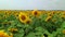 Drone extremly close flies to young sunflowers on a large sunflower field in summer.