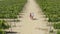 Drone, farm and a couple walking in a vineyard together for love, romance or wine tasting in the countryside