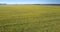 Drone fast flight over yellow field under blue sky