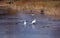 Drone filming pair white swans on spring river ice