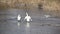 Drone filming take photo pair white swans on spring river ice