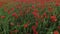 Drone films red poppy flower field