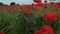 Drone films red poppy flower field