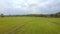 Drone Flies above Green Rice Fields with Grazing Buffaloes