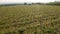 Drone flies above young spring vineyard aerial video footage