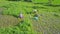 Drone flies close above people harvesting salad on field