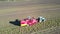 Drone flies close over harvester on uncut potato field strip