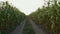 Drone flies close to countryside road between green corn fields at summer evening