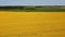 Drone Flies Low Over Yellow Rapeseed Field.