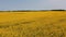 Drone Flies Low Over Yellow Rapeseed Field.