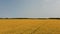 Drone Flies Low Over Yellow Rapeseed Field.