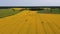 Drone Flies Low Over Yellow Rapeseed Field.