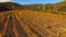 A drone flies over the autumn vineyard