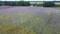 drone flies over a purple cornflower field in summer