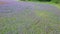 drone flies over a purple cornflower field in summer3