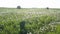 Drone flies over white dandelion field in sunset light