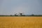 A drone flies over a yellow field in the countryside