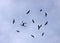 Drone flies to the flock of black kites