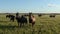 The drone flies up to a calm horse, which is watching with curiosity the camera.