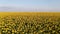 Drone flight above blossoming yellow sunflower field