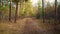 Drone flight in the autumn pine forest above the trail