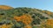 Drone Flight Footage Over California Poppies Super Bloom