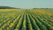 Drone flight over a field of flowering sunflowers