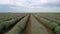 Drone flight over spring lavender field