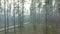 Drone Flight Through Spring Misty Green Pine Coniferous Forest