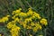 Drone Fly on Common Ragwort