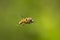 Drone fly Eristalis tenax insect in flight on a sunny day