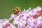 Drone fly Eristalis tenax insect pollination on a sunny day