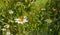 Drone Fly pollinating on white Asteraceae flower