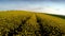 Drone flying above rapeseed fields