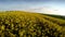 Drone flying above rapeseed fields