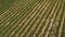 Drone flying above strawberry field