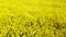 Drone flying closely over yellow blooming canola rapeseed field in strong wind