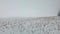 Drone flying low over harvested corn field in winter with snow and dense fog near forest