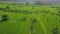 Drone flying over a green farm paddy field on summer day with people walking