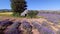 Drone flying over lavender enters a ruined stone construction.