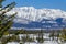 DRONE: Flying through the pine tree canopies of a forest in Jasper National Park